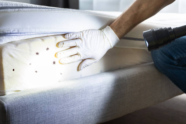 Best Wasp Removal Services  in Fortville, IN