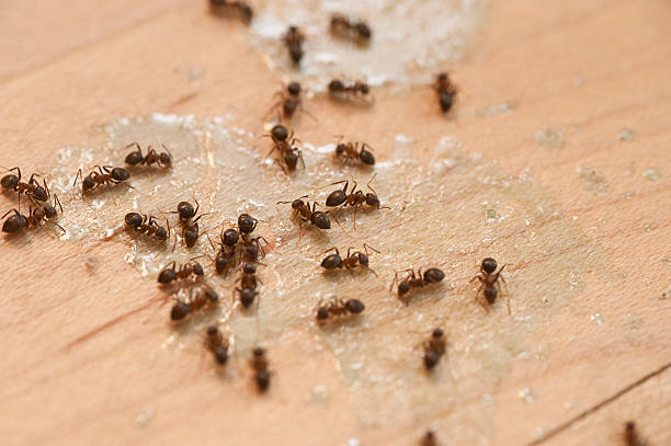 Best Affordable Pest Control Services  in Fortville, IN